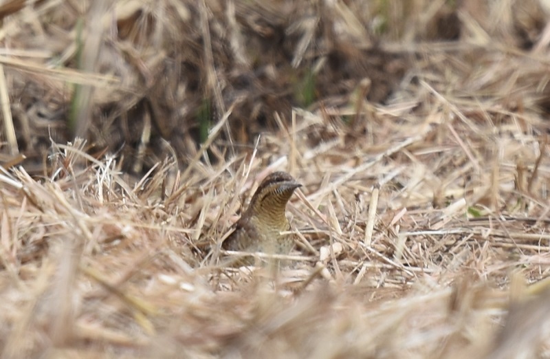  平城京のアリスイ（８態-2）　平城京　奈良市　2018/01/14　Photo by Hyashi　（写真提供：　林）