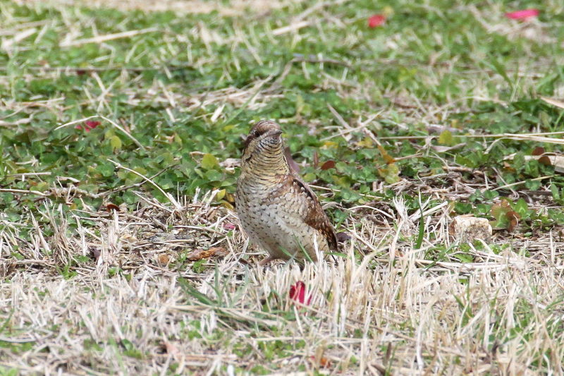 AXC iPO-3j@@ޗǎs@鋞Ձ@2015/03/05@Photo by Manda