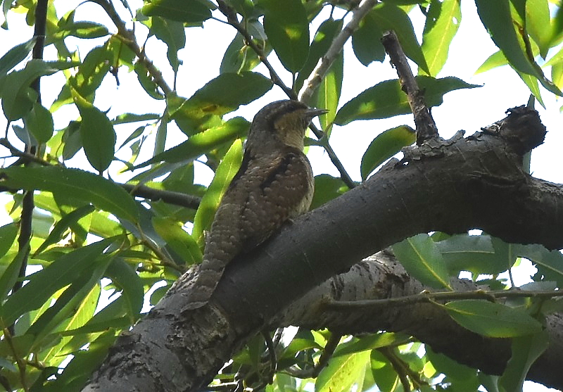 AXC iT-3j@<@썶݁@s@2016/10/07@ Photo by Hayashi