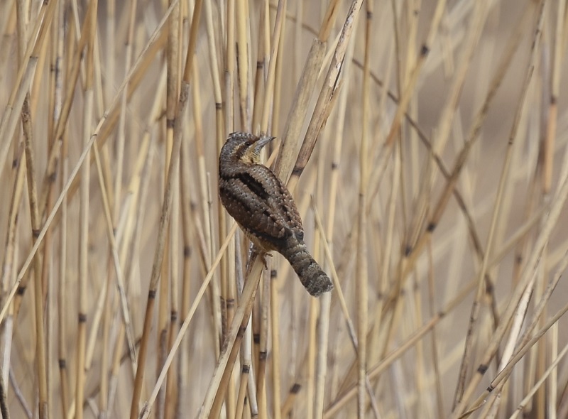 平城京のアリスイ（８態-3）　平城京　奈良市　2018/01/14　Photo by Hyashi　（写真提供：　林）