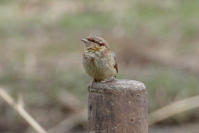 AXC iPO-4j@@ޗǎs@鋞Ձ@2015/03/05@Photo by Manda