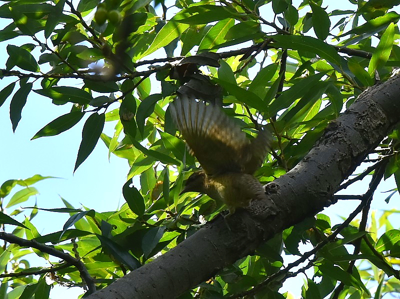 AXC iT-4j@<@썶݁@s@2016/10/07@ Photo by Hayashi