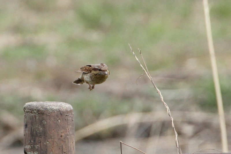 AXC iPO-5j@@ޗǎs@鋞Ձ@2015/03/05@Photo by Manda