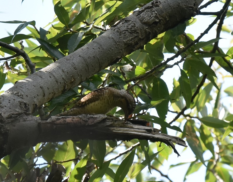 AXC iT-5j@<@썶݁@s@2016/10/07@ Photo by Hayashi