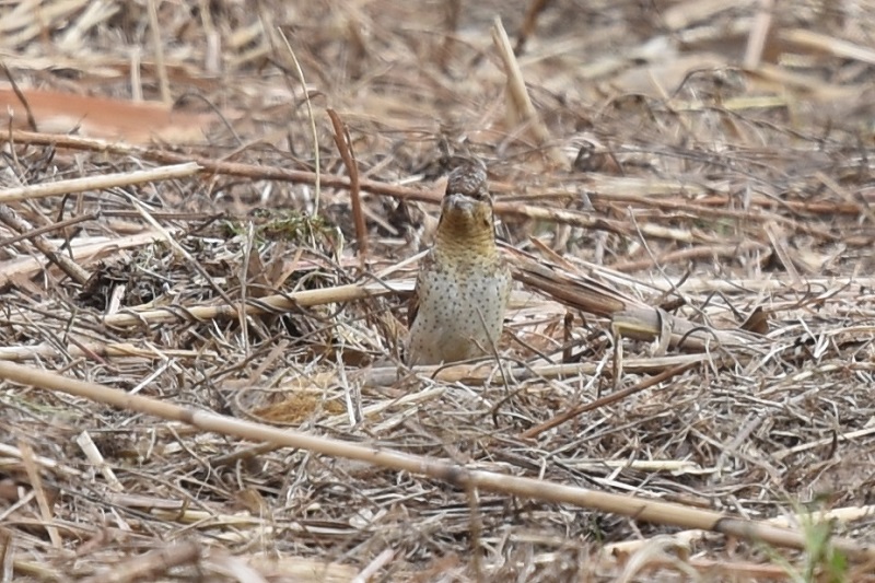平城京のアリスイ（８態-5）　平城京　奈良市　2018/01/14　Photo by Hyashi　（写真提供：　林）