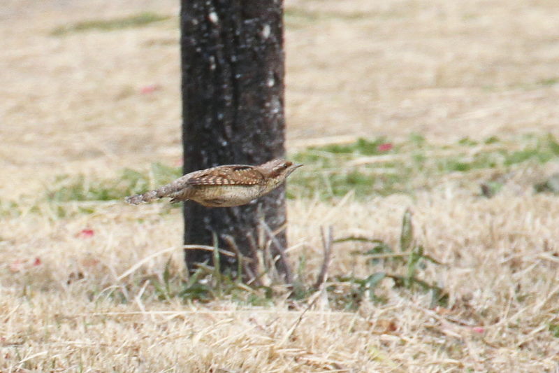 AXC iPO-6j@@ޗǎs@鋞Ձ@2015/03/05@Photo by Manda