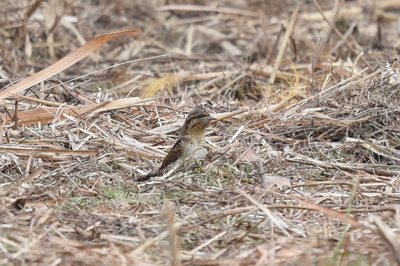 平城京のアリスイ（８態-6）　平城京　奈良市　2018/01/14　Photo by Hyashi　（写真提供：　林）