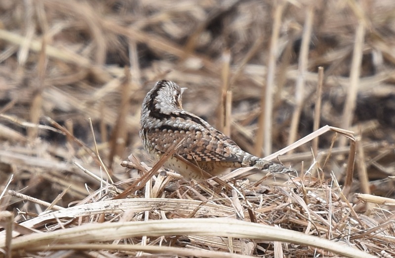 平城京のアリスイ（８態-7）　平城京　奈良市　2018/01/14　Photo by Hyashi　（写真提供：　林）