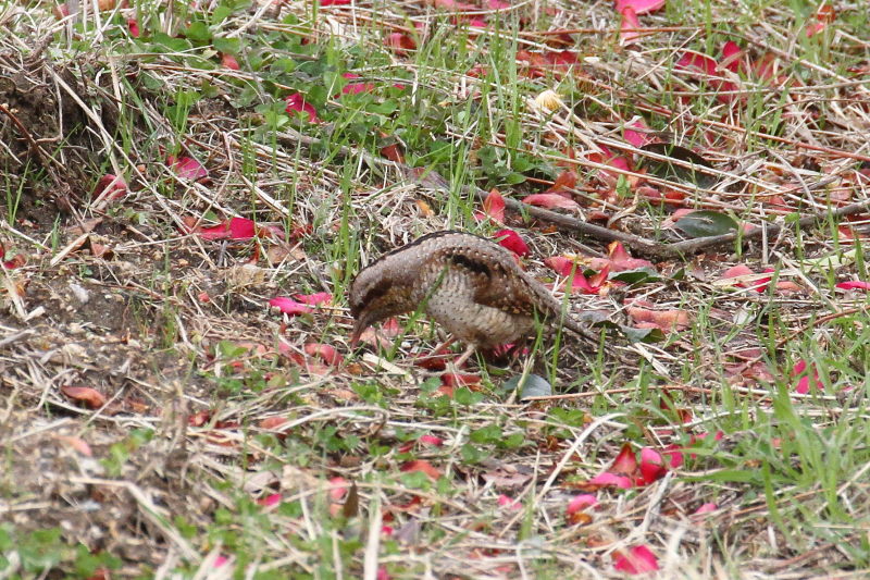 AXC iPO-8j@@ޗǎs@鋞Ձ@2015/03/05@Photo by Manda