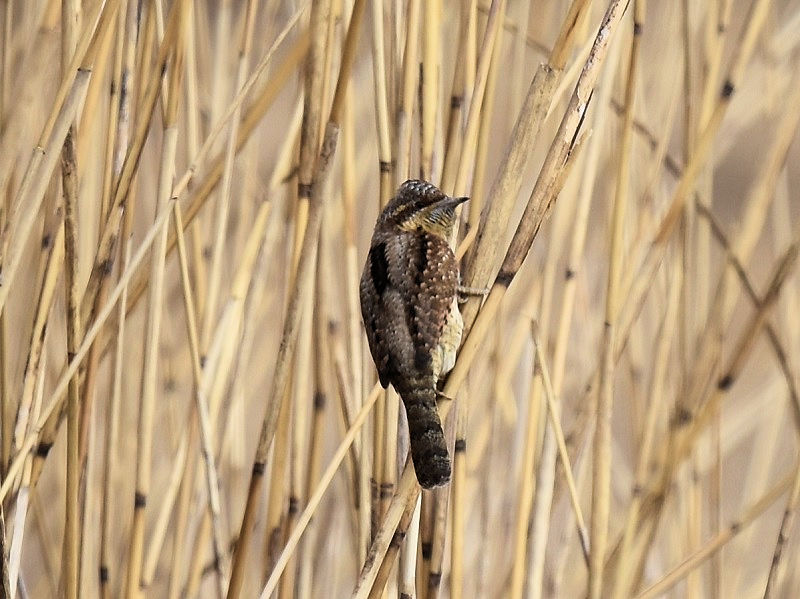 平城京のアリスイ（８態-8）　平城京　奈良市　2018/01/14　Photo by Hyashi　（写真提供：　林）