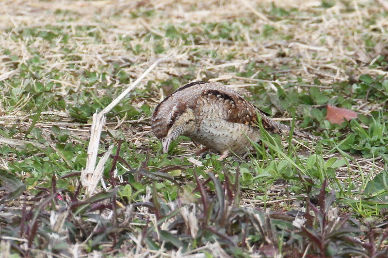 AXC iPO-9j@@ޗǎs@鋞Ձ@2015/03/05@Photo by Manda