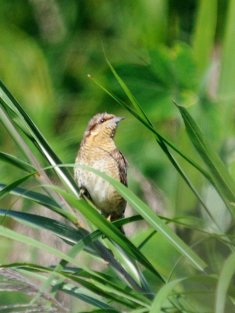 B AXC@@썶݁@s@2012/10/20@ Photo by Kohyuh