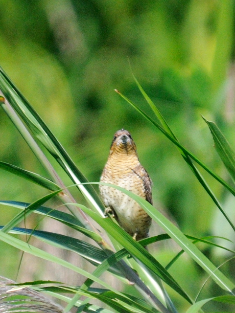 C AXC@@썶݁@s@2012/10/20@ Photo by Kohyuh