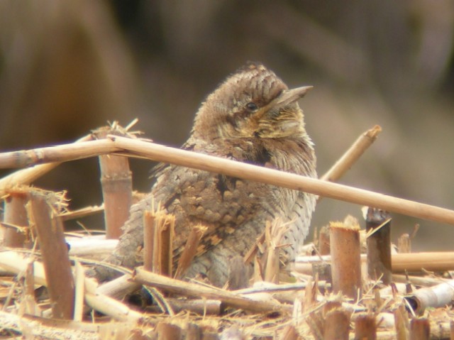 A AXC@s@Rcr@2007/02/19@ Photo by Takayama