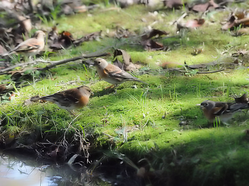 AgiT-1j@s{A@ss@2017/11/01@Photo by Kohyuh