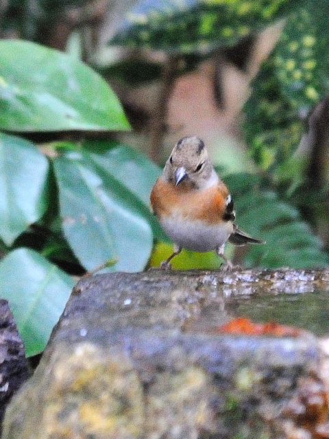 D Ag@@s䉑@2013/12/17@Photo by Kohyuh