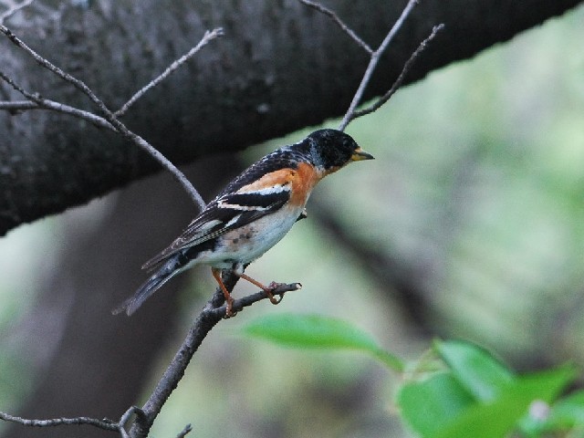 B Ag@@@ĉH@s@@2009/04/18@Photo by Takase