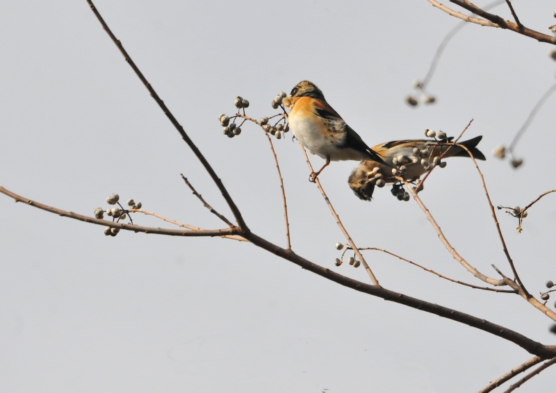 アトリ　♀　淀川左岸　枚方市　2016/01/27　Photo by Takase