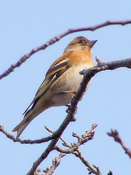 @ Ag@@@s@J@2005/02/25@Photo by Kohyuh