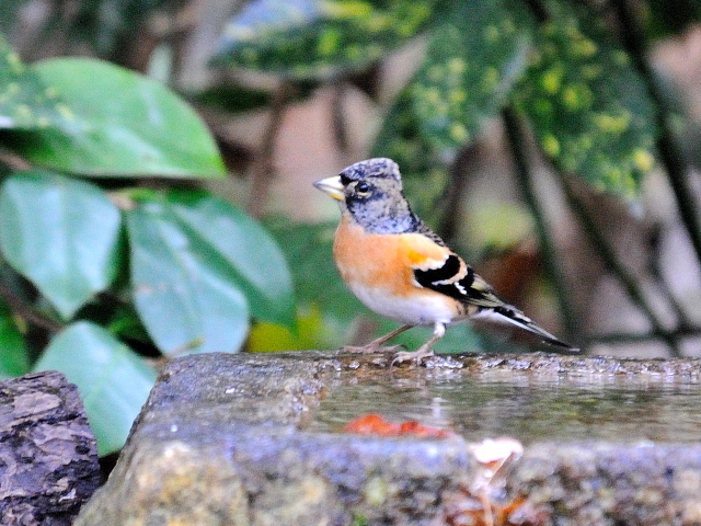 E Ag@@s䉑@2013/12/17@Photo by Kohyuh