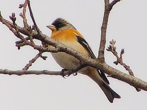 A Ag@@@s@J@2005/02/25@Photo by Kohyuh