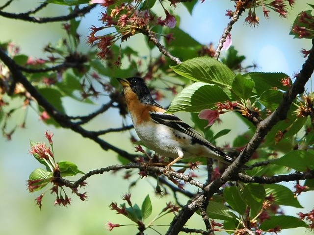 C Ag@@@ĉH@s@@2009/04/18@Photo by Takase