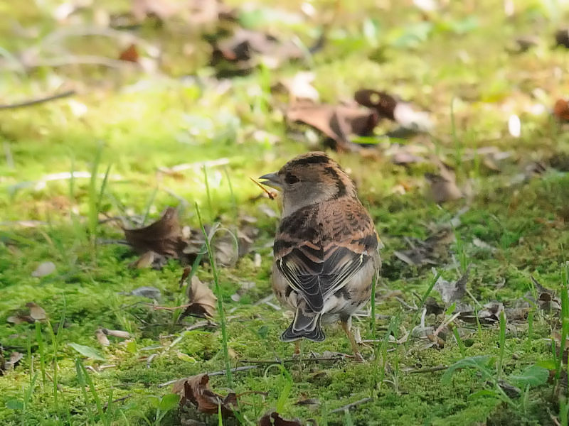 AgiT-3j@s{A@ss@2017/11/01@Photo by Kohyuh