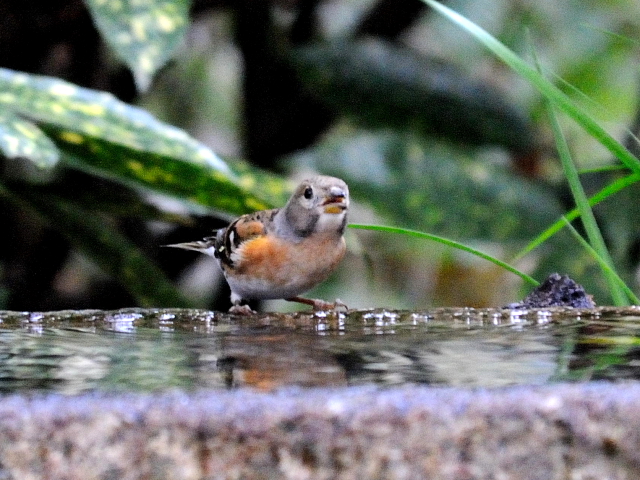 F Ag@@s䉑@2013/12/17@Photo by Kohyuh