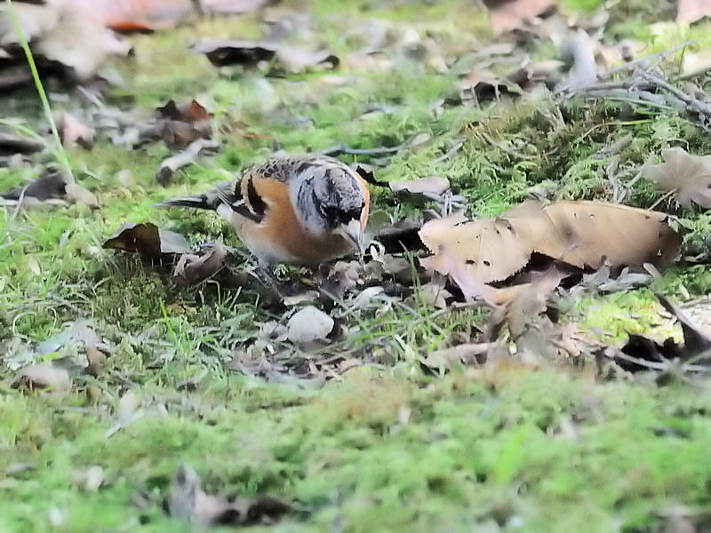 AgiT-4j@s{A@ss@2017/11/01@Photo by Kohyuh