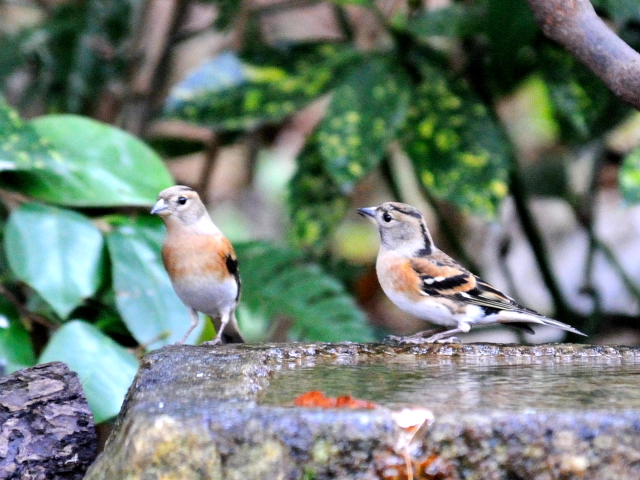 G Ag@@s䉑@2013/12/17@Photo by Kohyuh