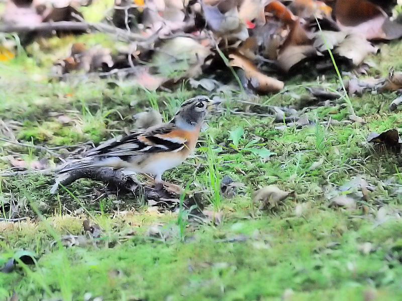 AgiT-5j@s{A@ss@2017/11/01@Photo by Kohyuh