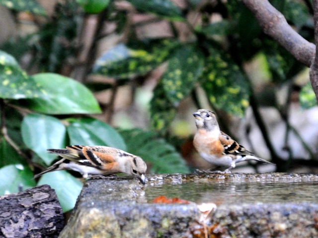 H Ag@@s䉑@2013/12/17@Photo by Kohyuh