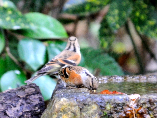 (10) Ag@@s䉑@2013/12/17@Photo by Kohyuh