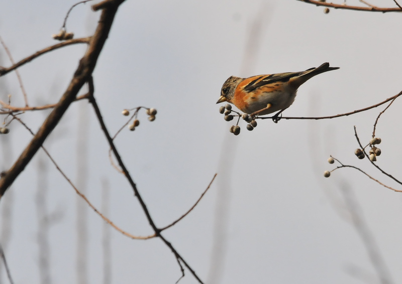 アトリ　♂　淀川左岸　枚方市　2016/01/27　Photo by Takase