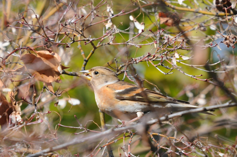 Ag@@ԔLOߌΒn@s@2021/02/25@Photo by Kohyuh