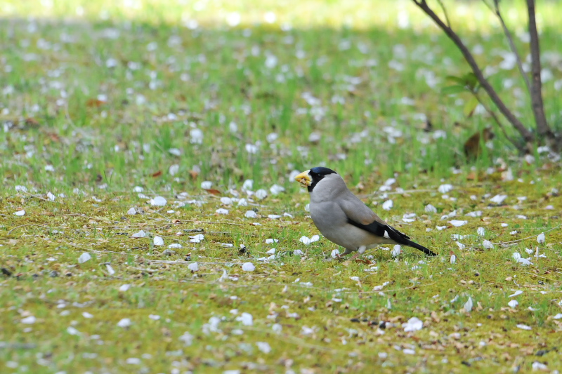 イカル （７態-2）　男山　男山　八幡市　2015/03/31　Photo by Takase