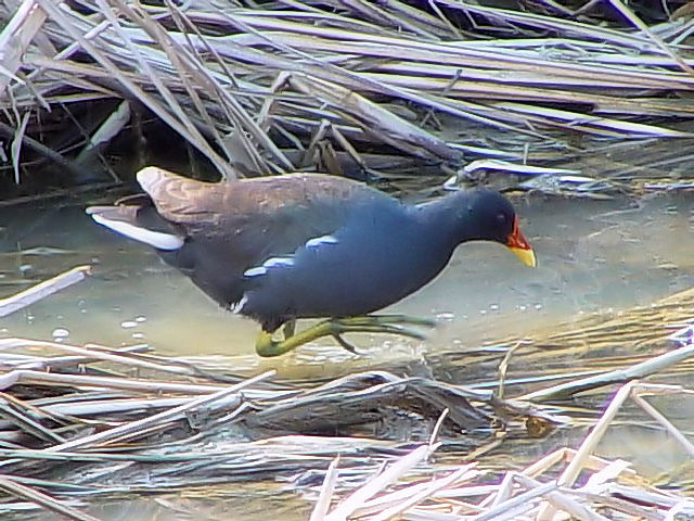 A@oiĉHj@s@J@@2003/03/26@Photo by Kohyuh