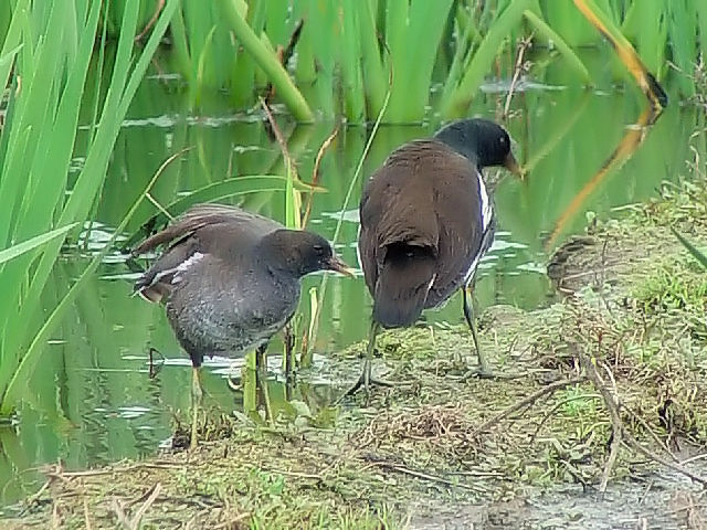 C o@~H@@Á@ꌧ@2009/01/22@Photo by Kohyuh