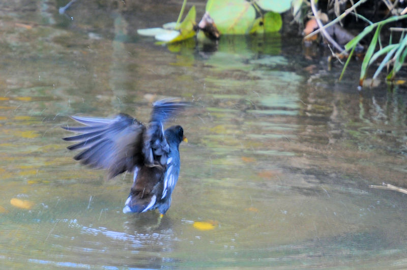 oᒹiR-2j@V@s@2019/11/19@Photo by Kohyuh