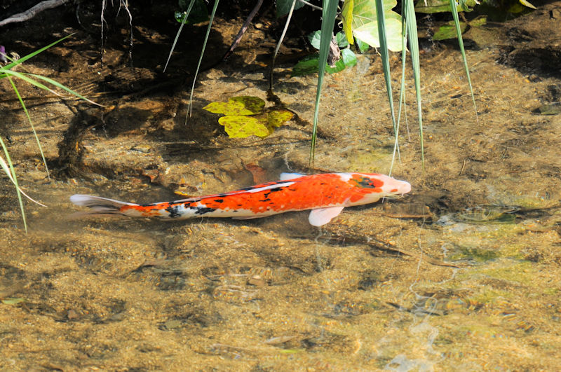 o@V@s@2021/10/29@Photo by Kohyuh