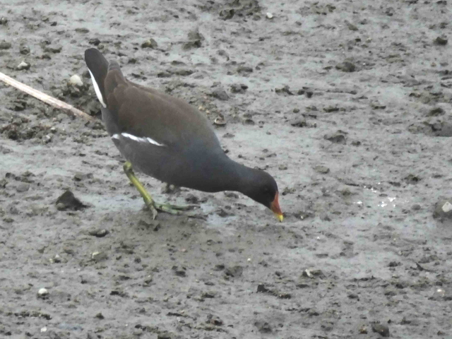 バン 大谷川 八幡市 2016/01/23 Photo by Kawashima バン 大谷川 八幡市 2016/01/23 Photo by Kawashima