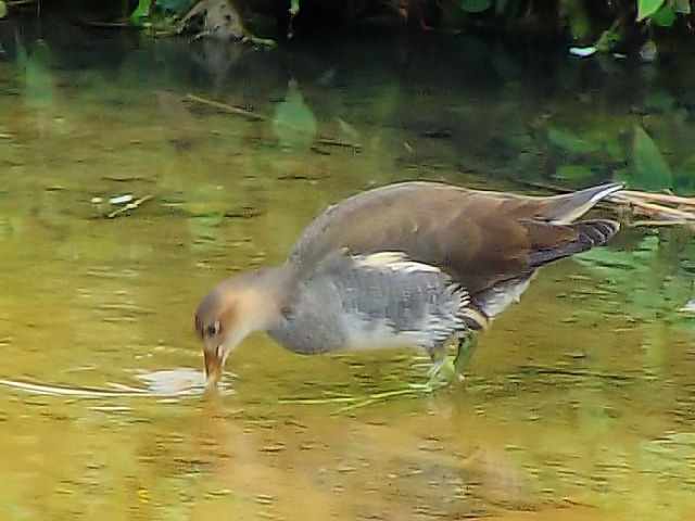 D oicj@@ꌧ@2009/01/23@Photo by Kohyuh