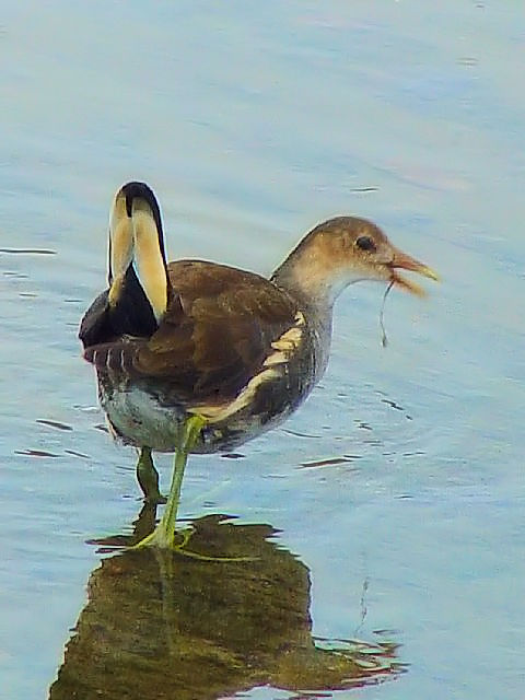 E oicj@@ꌧ@2009/01/23@Photo by Kohyuh