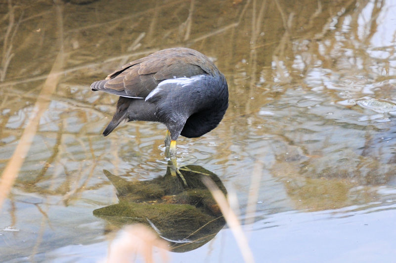 バンの羽繕い （１４態）　船橋川　枚方市　2022/02/07　Photo by Kohyuh
