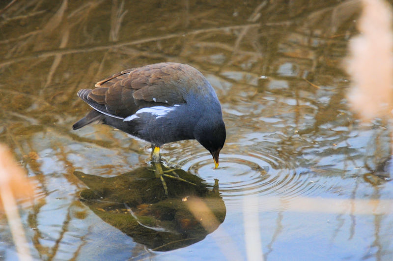バンの羽繕い （１４態）　船橋川　枚方市　2022/02/07　Photo by Kohyuh