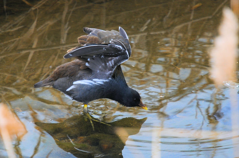 バンの羽繕い （１４態）　船橋川　枚方市　2022/02/07　Photo by Kohyuh