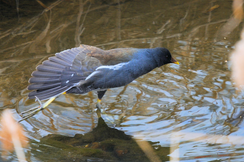 バンの羽繕い （１４態）　船橋川　枚方市　2022/02/07　Photo by Kohyuh