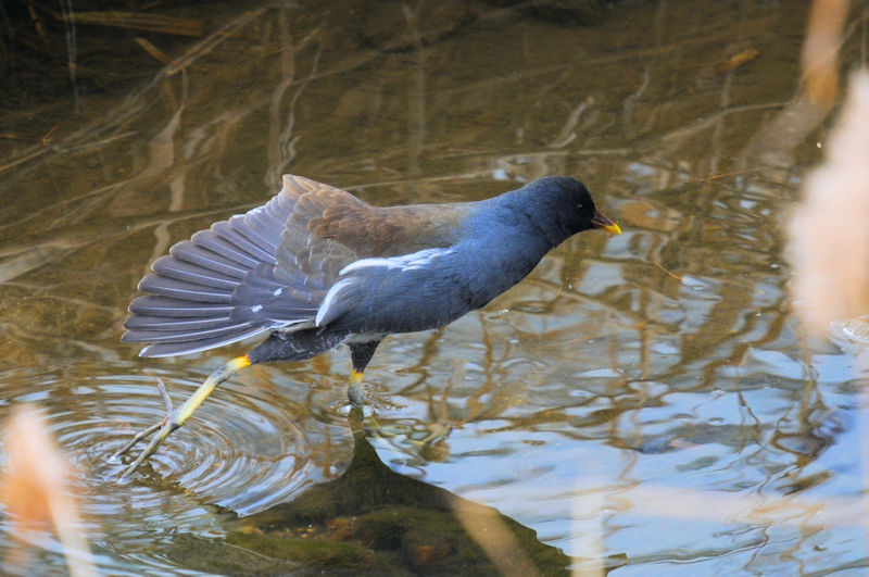 バンの羽繕い （１４態）　船橋川　枚方市　2022/02/07　Photo by Kohyuh