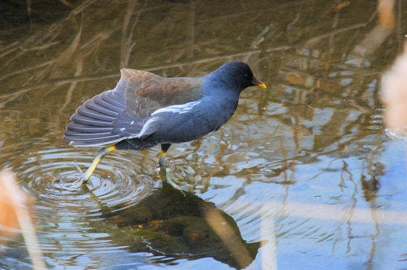 バンの羽繕い （１４態）　船橋川　枚方市　2022/02/07　Photo by Kohyuh