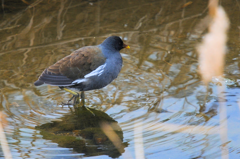 バンの羽繕い （１４態）　船橋川　枚方市　2022/02/07　Photo by Kohyuh
